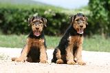 AIREDALE TERRIER 325